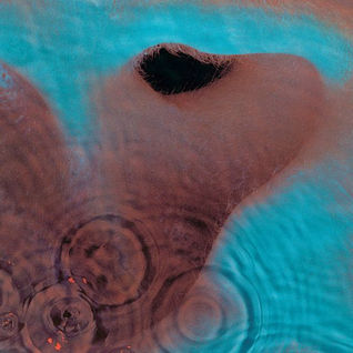Meddle