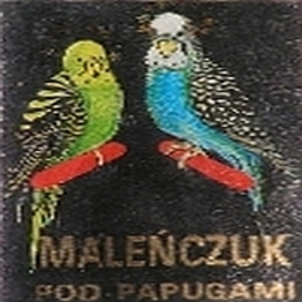 Pod papugami