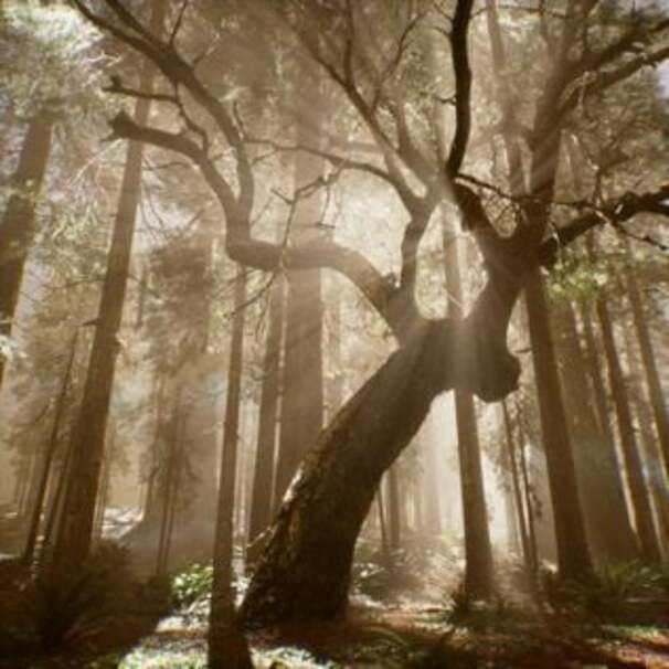 Дерево (Wood)