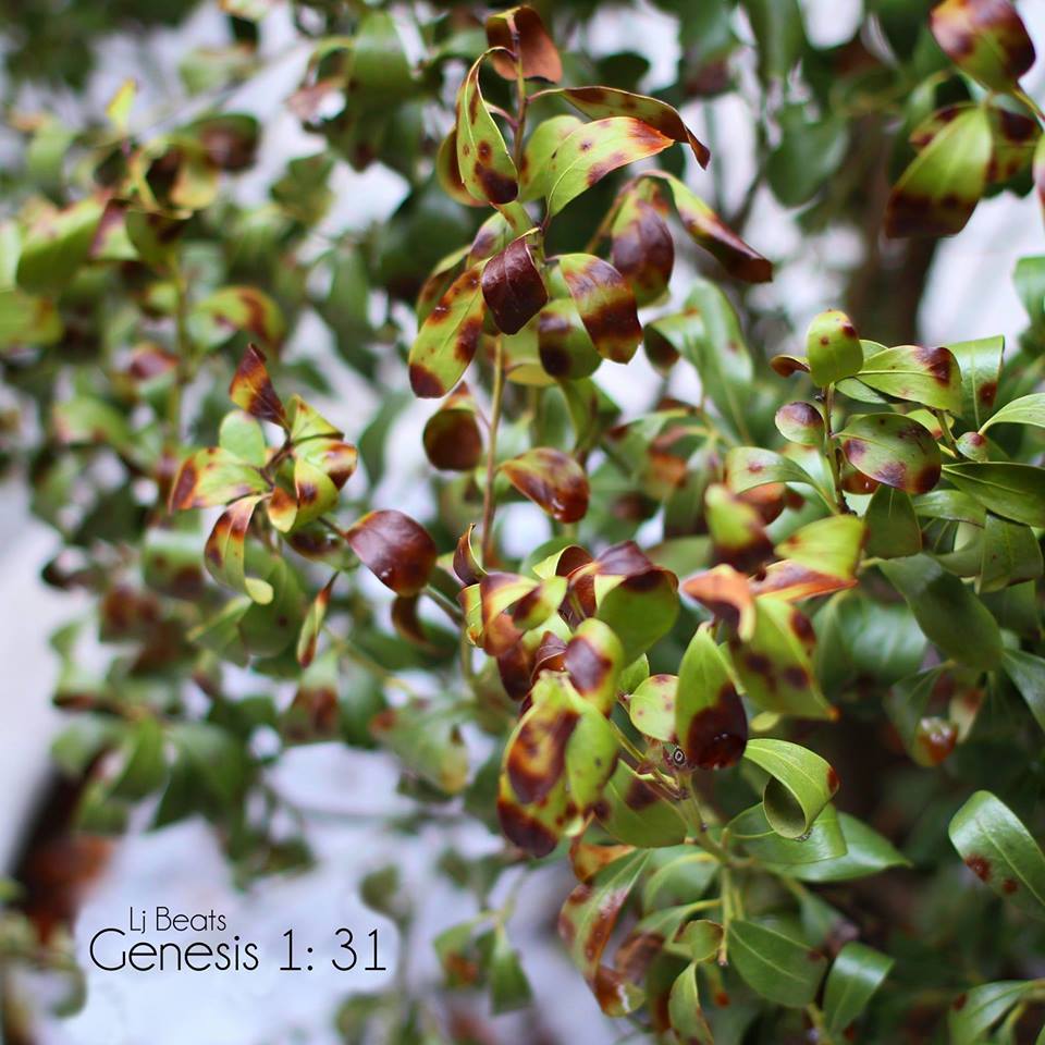 Genesis 1: 31