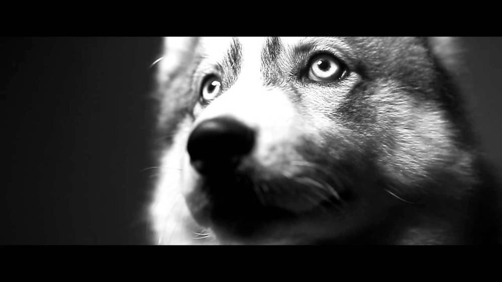 Husky