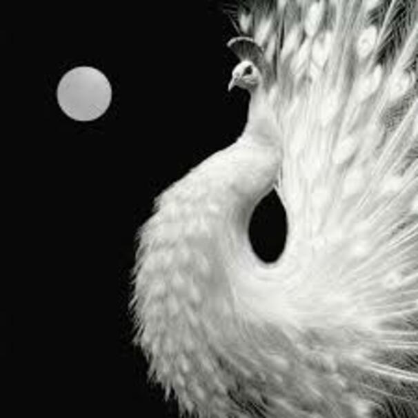Yin and Yang
